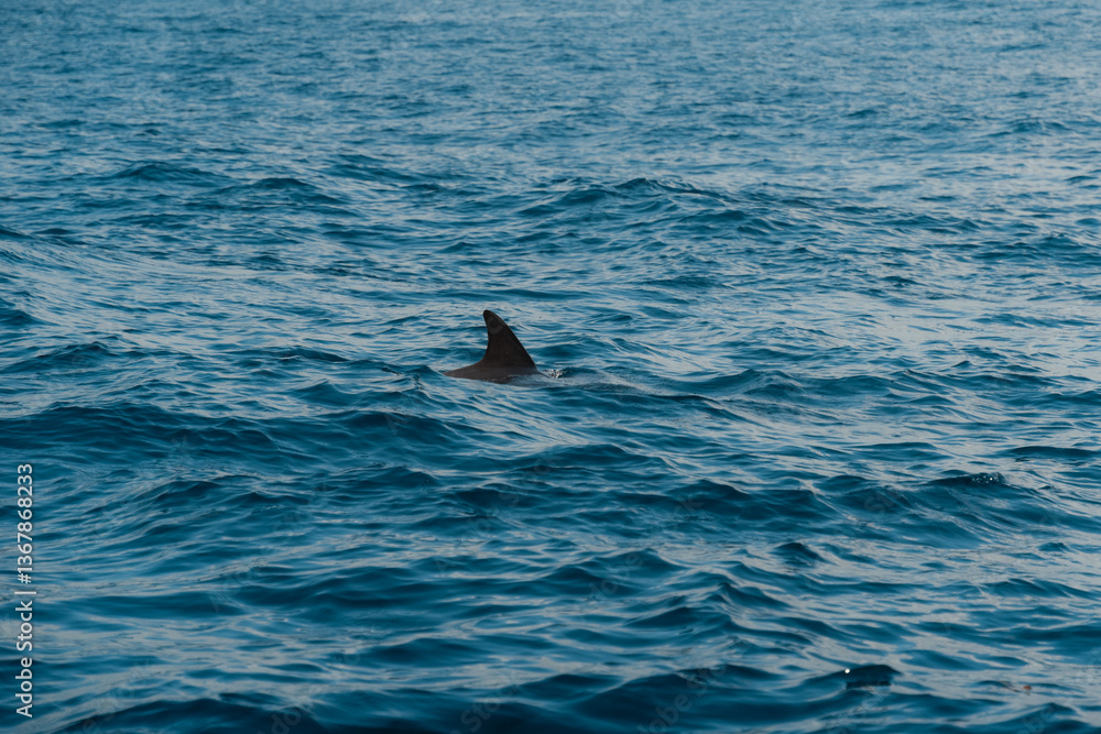 Obraz premium Dolphin fin emerging from the rippling waves of the indian ocean, showcasing the diverse marine life around zanzibar