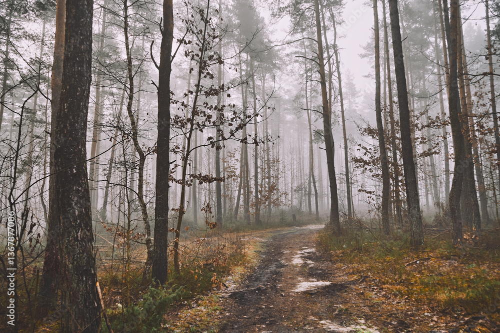 Obraz premium leśna droga,mgła 