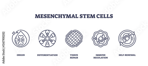 Mesenchymal stem cells are depicted with icons for origin, differentiation, and tissue repair. Outline icons set.