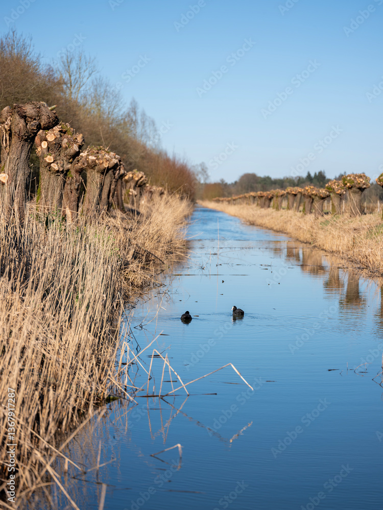knotted willows along canal with blue sky reflected in the water and two coots