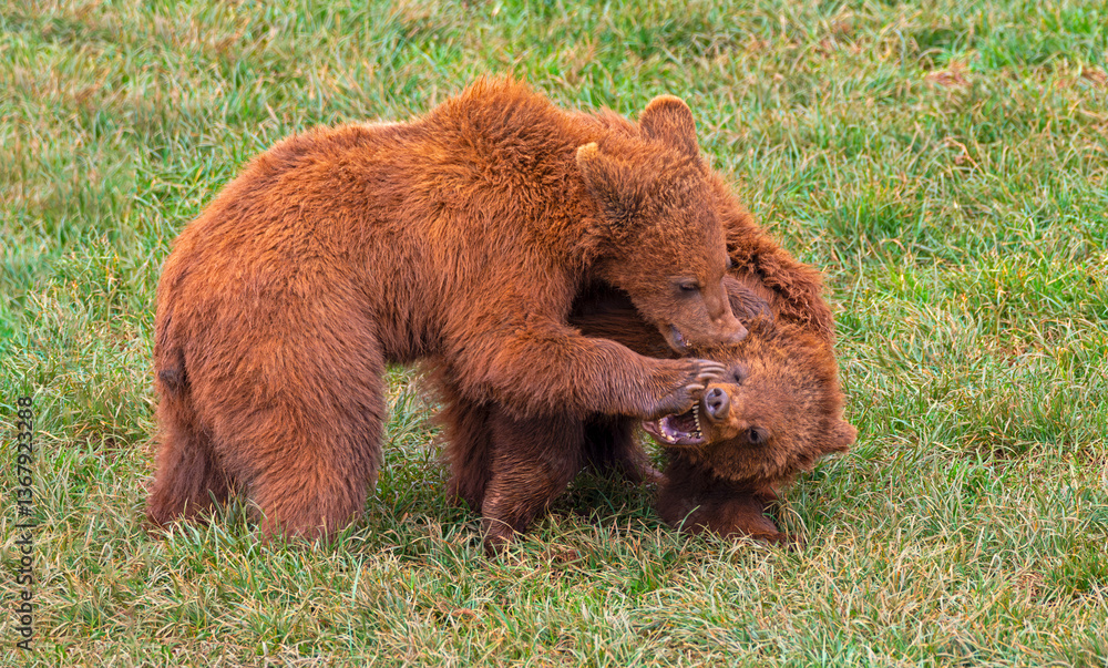 Fototapeta premium Grizzly bear battle, strength and nature in action