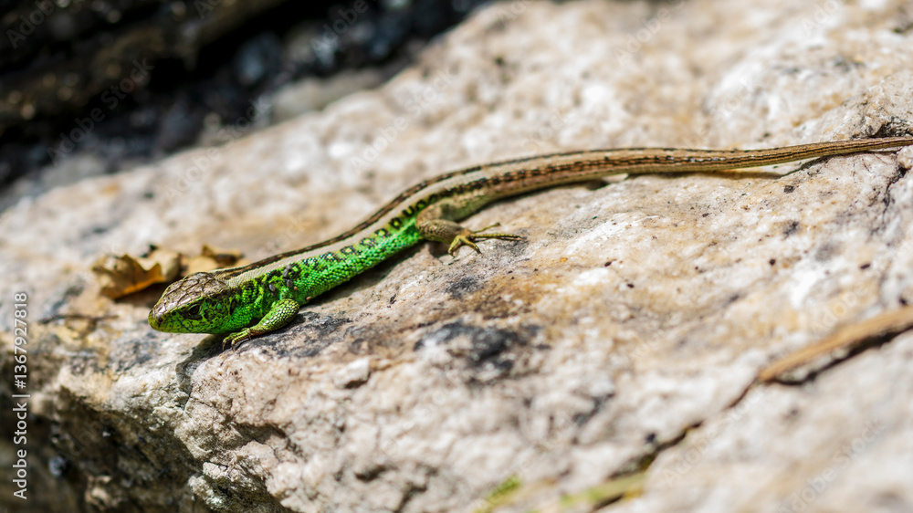 Green lizard Green lizard
