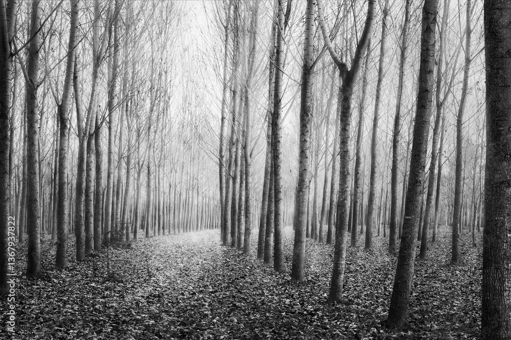 Fototapeta premium Autumn Mist