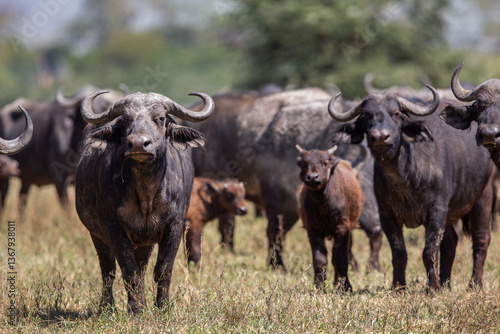 Wallpaper Mural Buffle  Torontodigital.ca