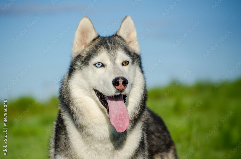 Siberian husky sits in vibrant green field under bright blue sky. Distinctive heterochromia highlights one blue eye, one brown. Anticipation and excitement radiate from posture Siberian husky sits in vibrant green field under bright blue sky. Distinctive heterochromia highlights one blue eye, one brown. Anticipation and excitement radiate from posture