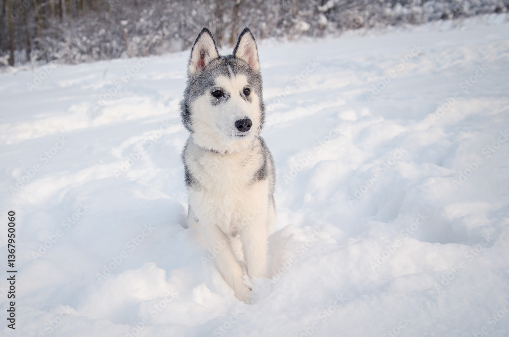 Siberian husky rests in snow-covered landscape, surrounded by winter forest. Soft natural light creates serene atmosphere, enhancing cool tones of scene. Huskys expressive eyes suggest curiosity Siberian husky rests in snow-covered landscape, surrounded by winter forest. Soft natural light creates serene atmosphere, enhancing cool tones of scene. Huskys expressive eyes suggest curiosity