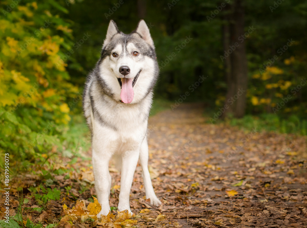 Siberian husky stands on leaf-covered path amidst autumn forest. Vibrant yellow and green foliage surrounds. Bright lighting highlights dogs coat, creating serene, natural setting Siberian husky stands on leaf-covered path amidst autumn forest. Vibrant yellow and green foliage surrounds. Bright lighting highlights dogs coat, creating serene, natural setting