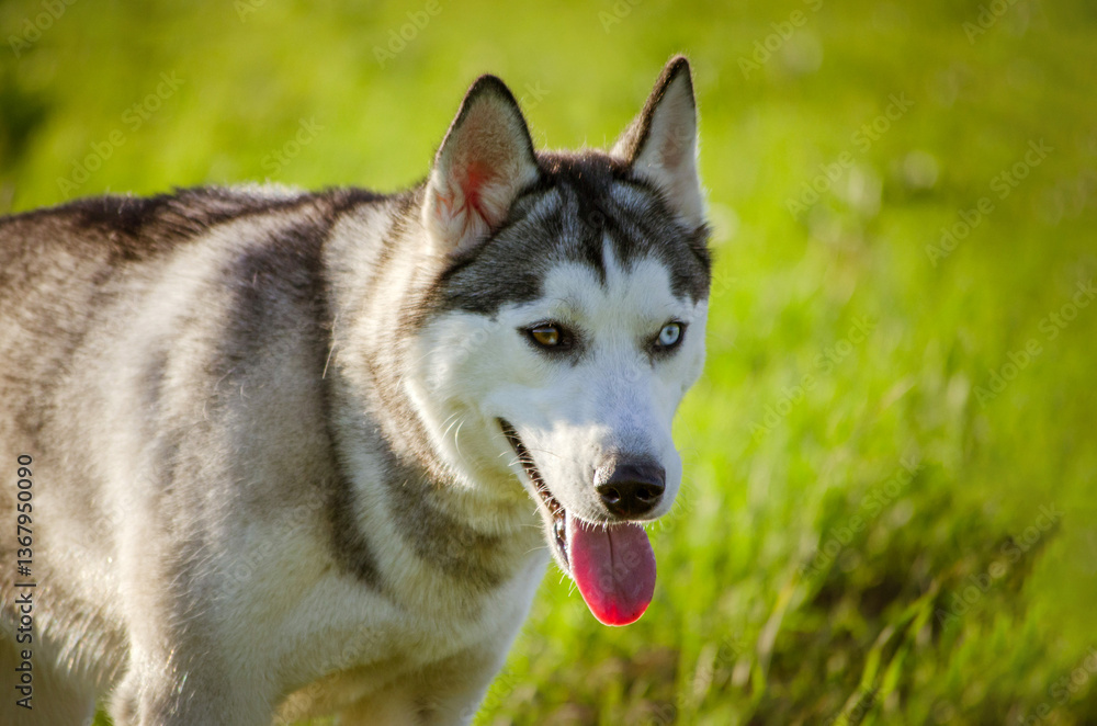 Siberian husky stands in lush green field, tongue out, under bright sunlight. Background shows soft focus greenery. Captured from side angle highlighting intense eyes and distinct markings Siberian husky stands in lush green field, tongue out, under bright sunlight. Background shows soft focus greenery. Captured from side angle highlighting intense eyes and distinct markings
