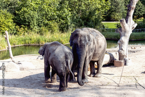 Canvas Print The elephant and her baby elephant are walking together