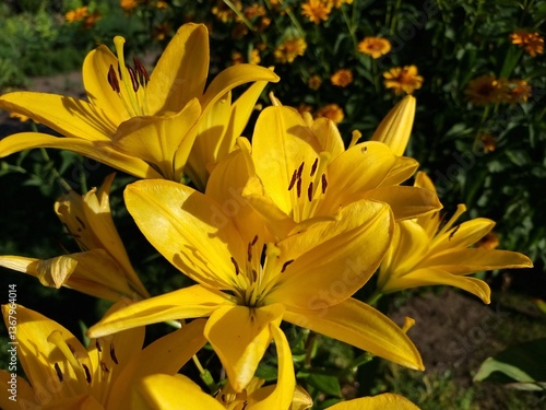 Obraz na płótnie Bright bloom of Asiatic lilies (Yellow county variety) with green foliage in summer garden.
w salonie