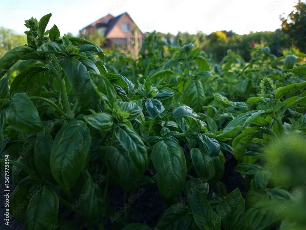 Fresh organic basil (Ocimum basilicum) in the garden