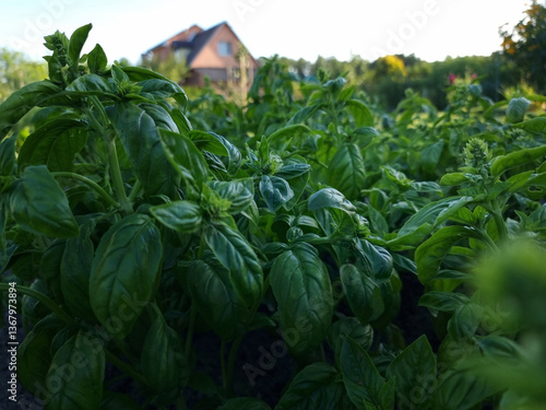 Obraz na płótnie Fresh organic basil (Ocimum basilicum) in the garden w salonie