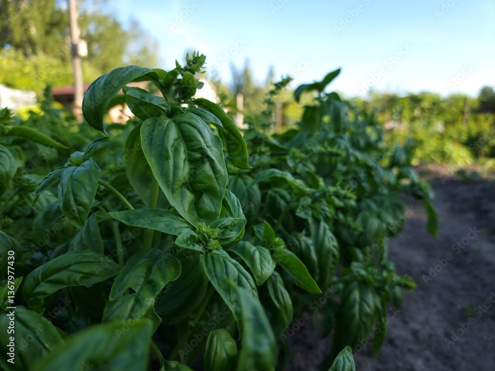 Fresh organic basil (Ocimum basilicum) in the garden