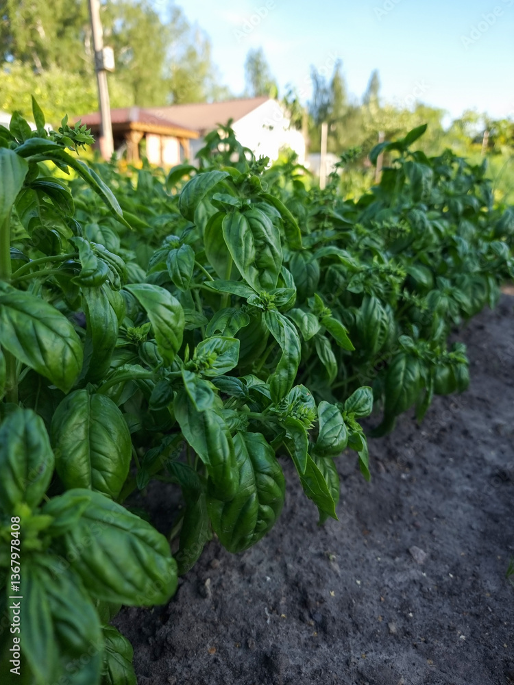 Fresh organic basil (Ocimum basilicum) in the garden