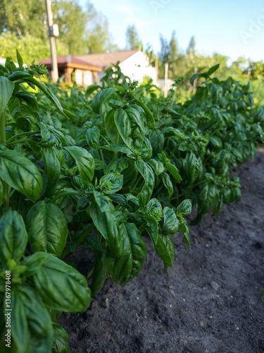 Obraz na płótnie Fresh organic basil (Ocimum basilicum) in the garden w salonie