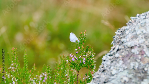 Faulbaumbläuli, Butterfly