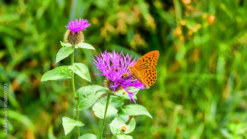 Kaisermantel, Butterfly