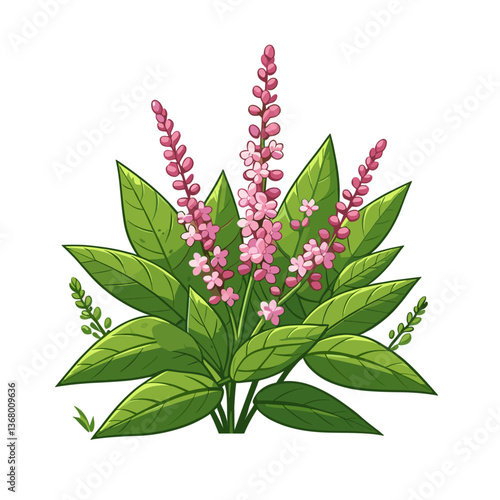 Vector illustration of knotweed plant with pink flower spikes. Perfect for botanical identification, herbal medicine resources, natural remedies marketing, and garden weed control guides.