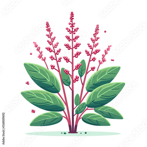 Vector illustration of knotweed plant with tall pink flower spikes. Ideal for botanical guides, invasive species awareness, herbalism resources, and natural medicine products.