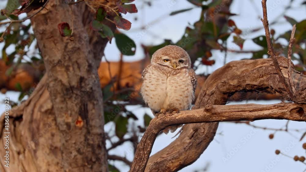 In the golden hour one spotted owlet sitting on the tree branch and looking for food in the forest, India, close up shot. In the golden hour one spotted owlet sitting on the tree branch and looking for food in the forest, India, close up shot.
