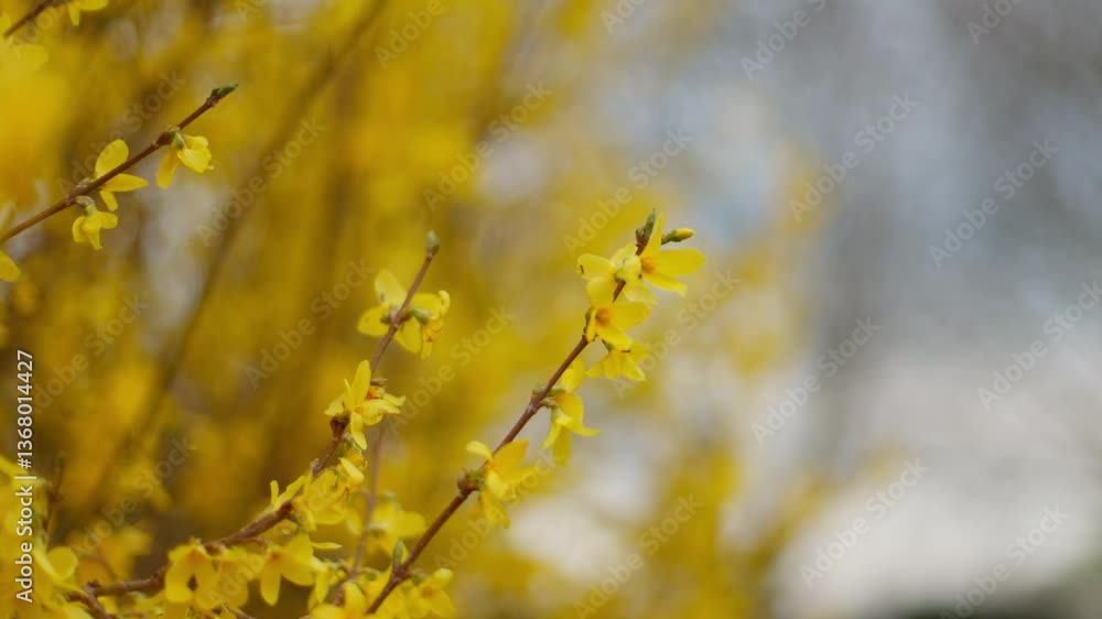 Close up orbiting shot of beautiful yellow spring blossoms on a bright sunny day Close up orbiting shot of beautiful yellow spring blossoms on a bright sunny day
