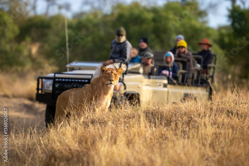 Guests in jeep watching young male lion
