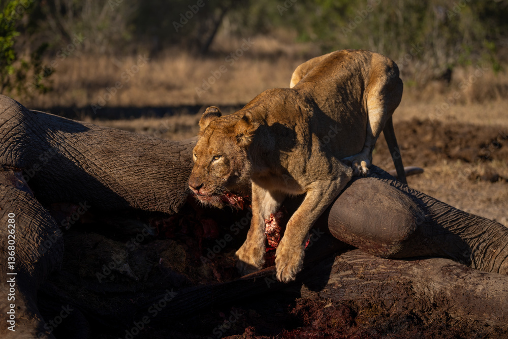 Obraz premium Lioness crouches on African bush elephant carcase