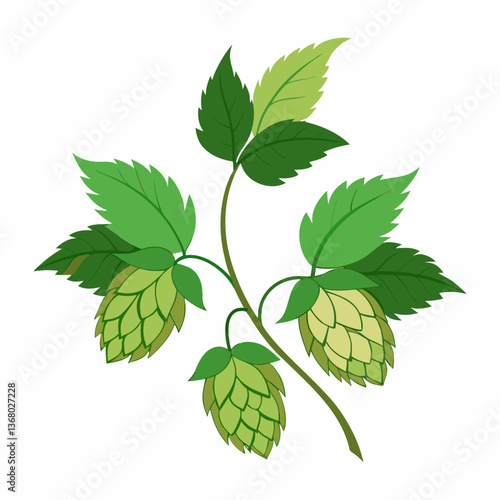 Hop shoots isolated of a white