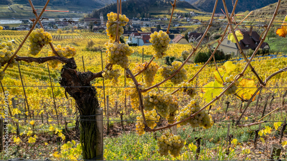 Weinberge in der Wachau - Niederösterreich