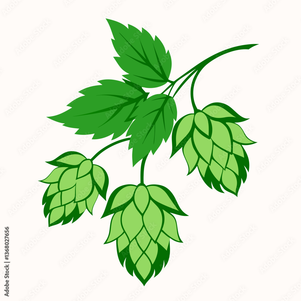 Hop shoots isolated of a white Hop shoots isolated of a white
