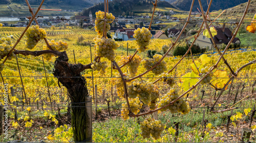 Obraz na płótnie Weinberge in der Wachau - Niederösterreich w salonie