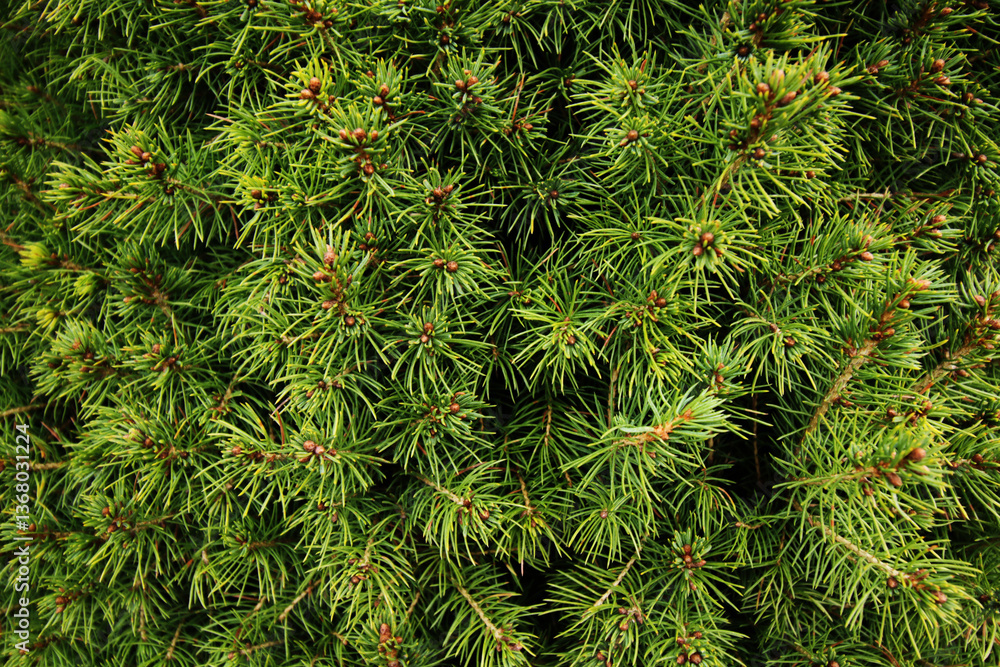 evergreen spruce tree needles evergreen spruce tree needles