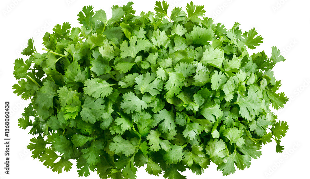 Obraz premium Cilantro, green leaves on a transparent background