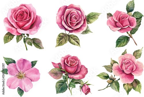 Romantic Watercolor Pink Rose Flower Art Clipart