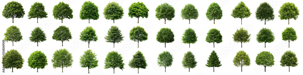 Fototapeta premium A diverse collection of various types of green trees including evergreen and deciduous species displaying a range of shapes sizes and foliage textures in a natural lush environment