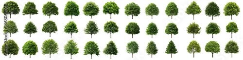 A diverse collection of various types of green trees including evergreen and deciduous species displaying a range of shapes sizes and foliage textures in a natural lush environment