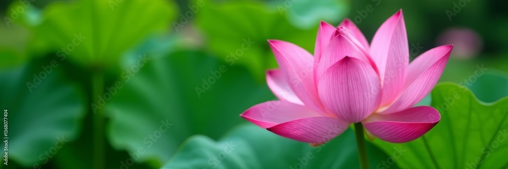 - Pink lotus flower with delicate petals and green leaves, nature, pink - Pink lotus flower with delicate petals and green leaves, nature, pink