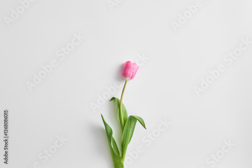 A delicate pink tulip stands elegantly against a light background, symbolizing love and appreciation for mothers on this special holiday dedicated to celebrating motherhood and family..