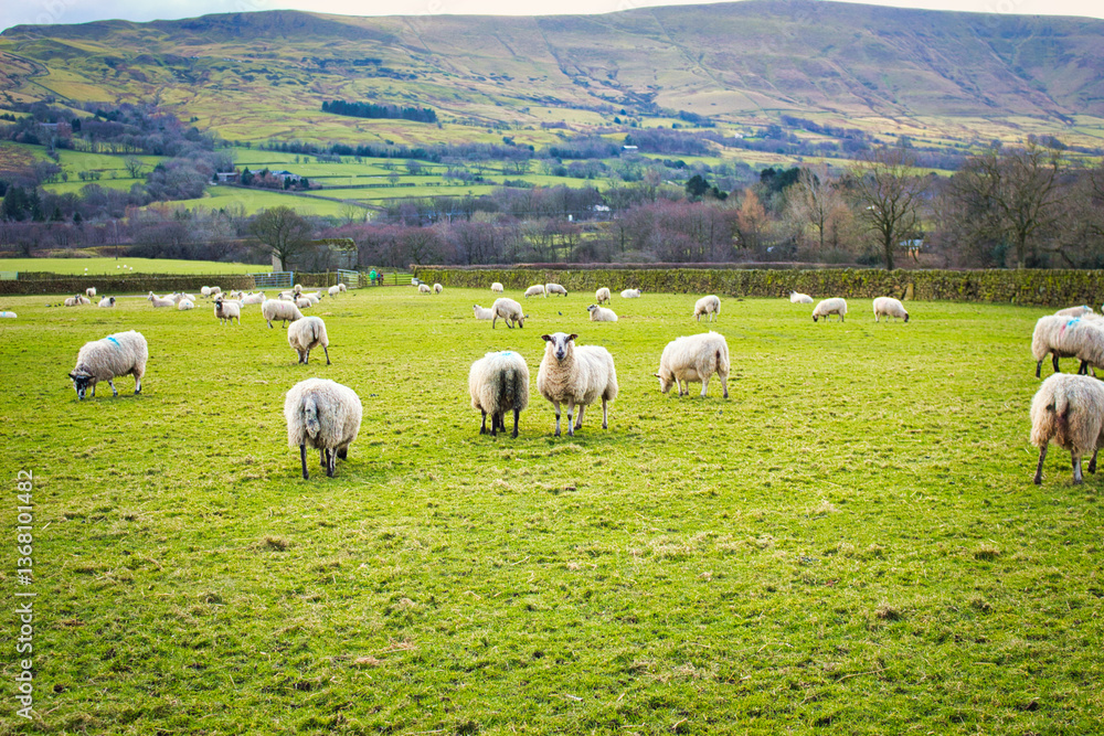 Fototapeta premium sheep grazing in the field