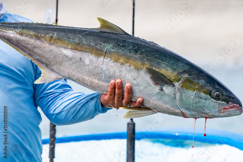 Fresh just caught amberjack or yellowtail Seriola quinqueradiata in cortez sea, baja california sur mexico