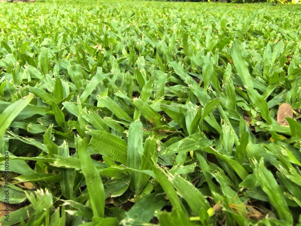 Obraz premium Lush Green Grass Field Close-up