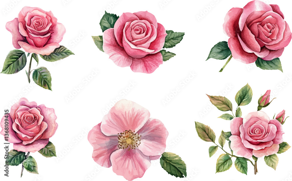 Naklejka premium Botanical Watercolor Pink Rose Art