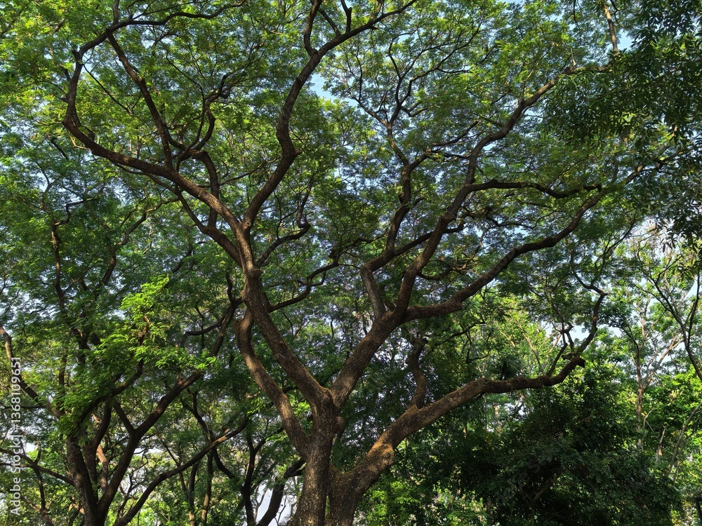 Large Tree with Sprawling Branches and Green Leaves Large Tree with Sprawling Branches and Green Leaves