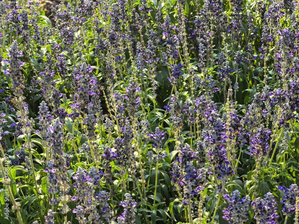 Obraz premium Purple Wildflowers in Bloom Under Sunlight
