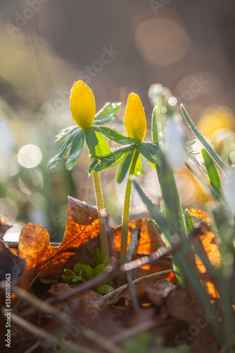 Obraz na plátne Gentle winter aconite emerging in spring, fresh and minimal nature scene