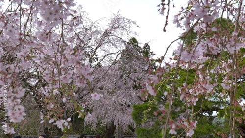 Wallpaper Mural 日本、京都、世界遺產、醍醐寺、春、桜、歴史的建造物、木造階建 Torontodigital.ca