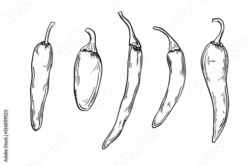 Vector peppers set line art illustration painted by black inks. Jalapeno, cayenne, chili set realistic graphic sketch. Vegetable for Mexican hot sauce label, restaurant menus, and spicy food branding.
