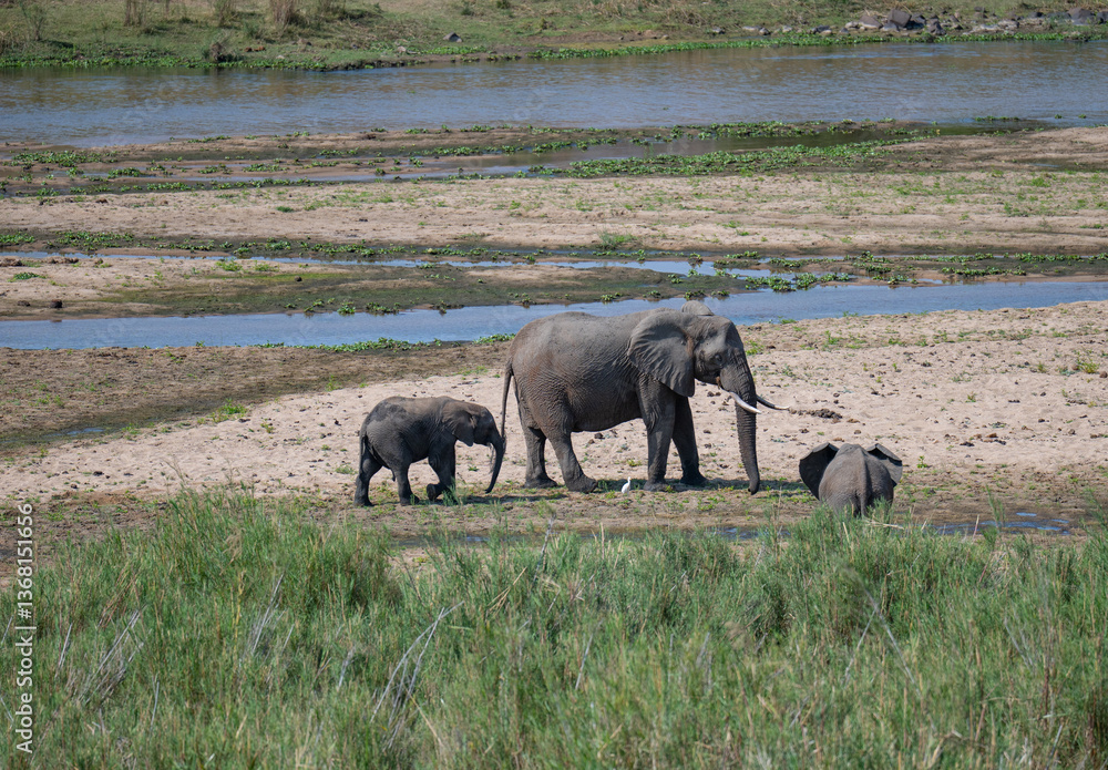 Fototapeta premium Elefanten im Busch vom Krüger National Park - Kruger Nationalpark Südafrika