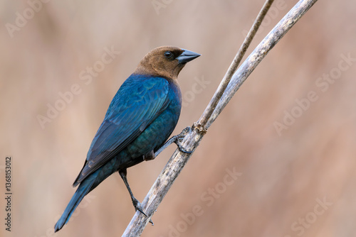 Brown-headed Cowbird