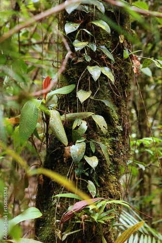 Obraz na płótnie Tropical nature in Kinabalu Park rainforest, Malaysia w salonie